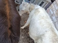 İnek, Sığır — foto 7