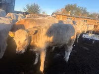 Bull, Auliekol breed — photo 4