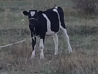 Cow, Cattle — photo 2
