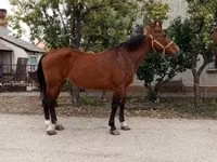 Kuda betina, Horses — foto 4