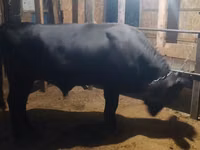 Bull, Swiss cattle — photo 2