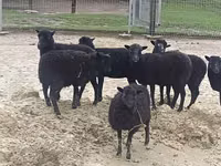Ram, Sheep — photo 2