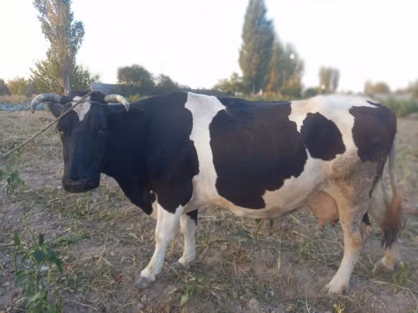 Krava, Russian Black pied cattle — Kazachstán