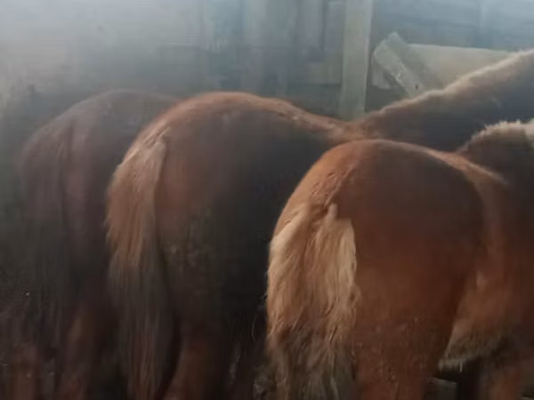 Horse (M), Kazakh horse