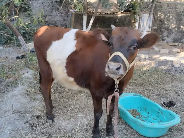 母牛, Cattle