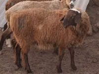 Ram, Hissar sheep — photo 3