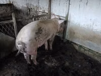 Säue, Schweine — Foto 1