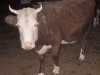 Cow, Latvian Blue cattle — photo 7