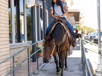 雌馬, Quarter Horse — 写真 4