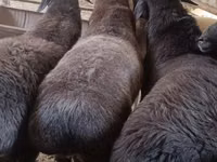Ram, Hissar sheep — photo 1