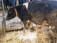 Bull, Simmental cattle — photo 2