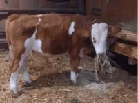 Boğa, Simmental cattle — foto 3