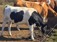İnək, Russian Black pied cattle — foto 1