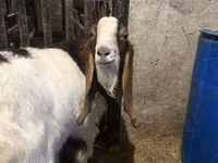 ஆண் வெள்ளாடு, Kamori goats — புகைப்படம் 3