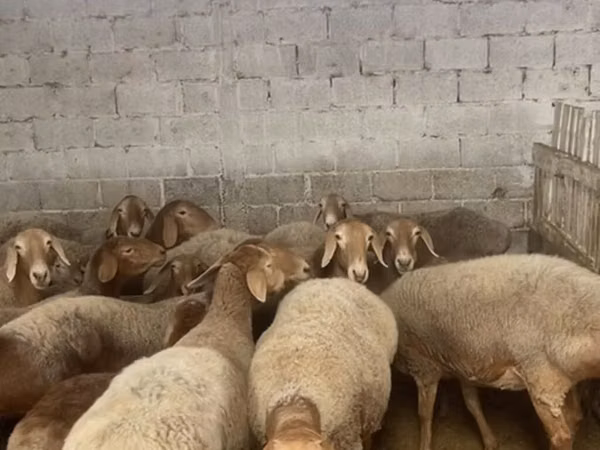 میش, Arashan sheep — قرقیزستان
