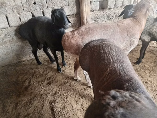 Ram, Sheep