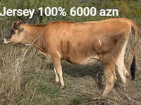 Ng'ombe jike, Jersey breed — picha 5