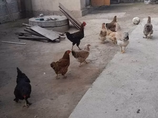 Chickens — قرقیزستان