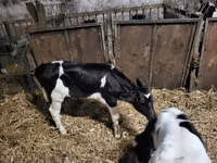 Býk, Russian Black pied cattle — foto 2