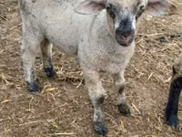 Sheep, Sheep — photo 1