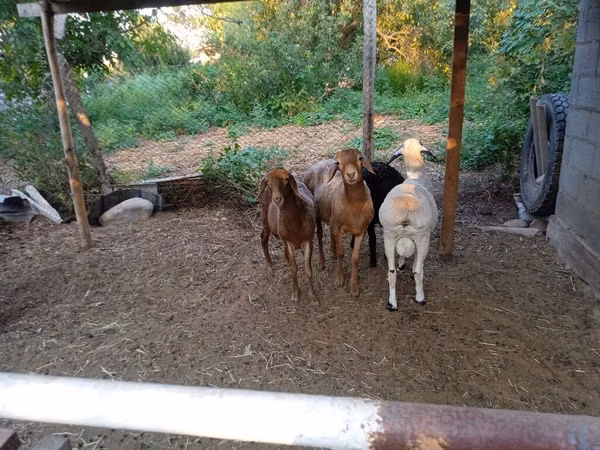 میش, Hissar sheep — قرقیزستان