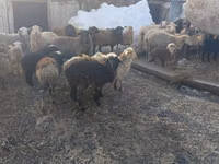 میش, Romanov sheep — عکس 2