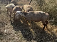 Ոչխար, Ոչխարներ — լուսանկար 6