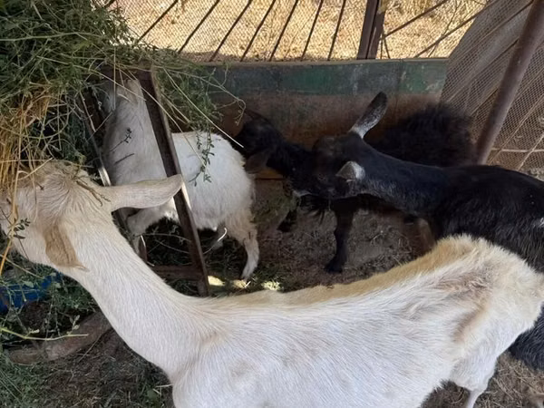 Goat, Goats — Kyrgyzstan