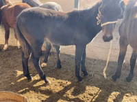 Koně (série, pohlaví neuvedeno), Kyrgyz Horse — foto 4