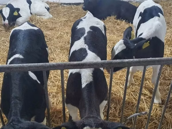 Bull, Holstein breed