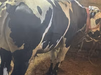 گاو نر, Russian Black pied cattle — عکس 3