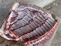 Kambing jantan, Sheep — foto 5