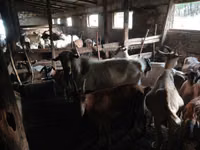 Billy Goat, Goats — photo 2