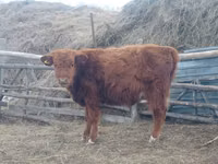 सांड, Simmental cattle — फ़ोटो 2