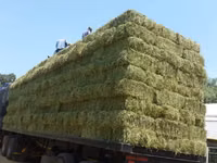 Lucerne For Sale - Small Bales (For Sale) — 照片 3