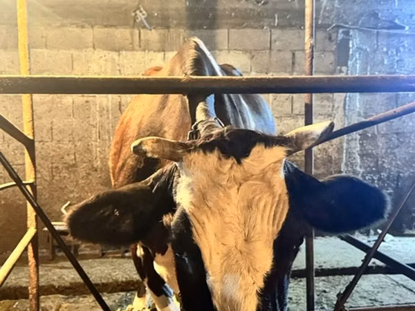 Cow, Holstein breed — Kyrgyzstan