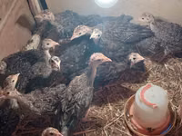 Turkeys — Foto 1