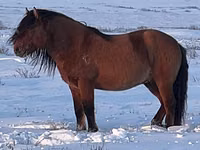 Ngựa đực, Mugalzhar horse — ảnh 4