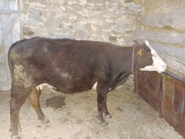 Cow, Latvian Blue cattle — Kazakhstan