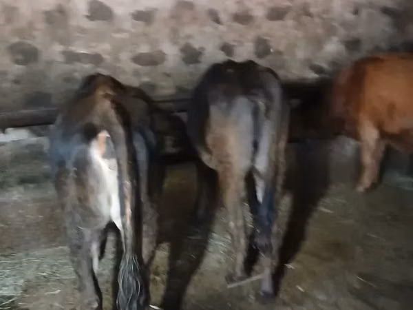 Cow, Cattle — Armenia