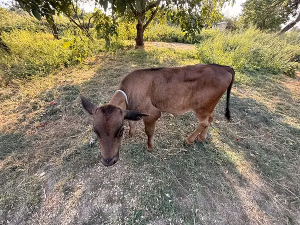 Bull, Cattle — Kyrgyzstan