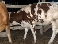 Vache, Simmental cattle — photo 3