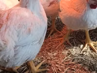 Chickens — Foto 2