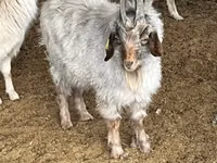 Billy Goat, Goats — photo 3