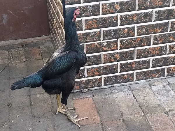 Chickens — Uzbekistan