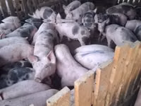 Cinghiale, Maiali — foto 1