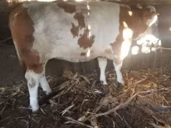 Dibi, Simmental cattle