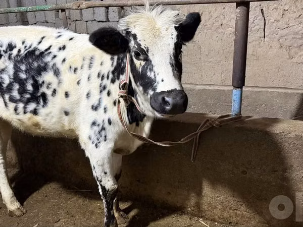 Kuh, Russian Black pied cattle