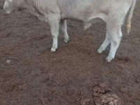 سانڈ, Swiss cattle — تصویر 3