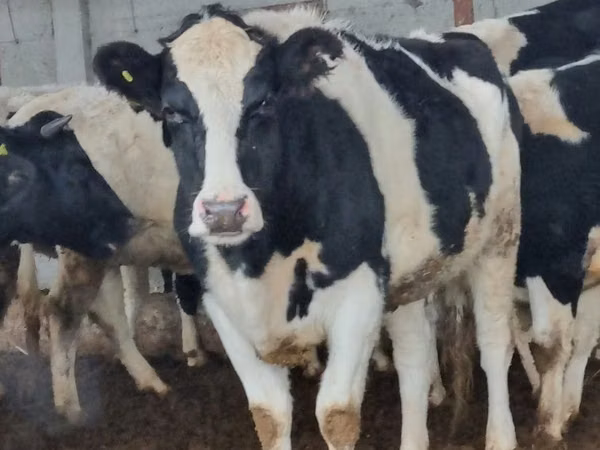 Cow, Russian Black pied cattle — Uzbekistan